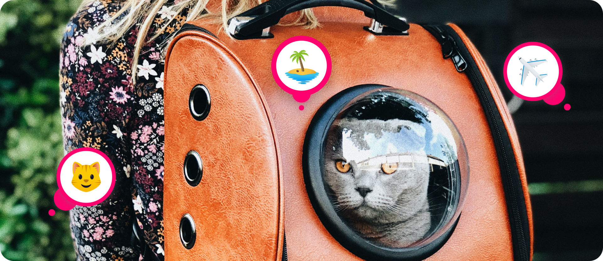 How to Travel with a Cat?