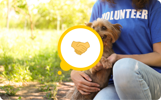 Volunteering at an Animal Shelter: Why and How to Volunteer for Animals in Your Local Community