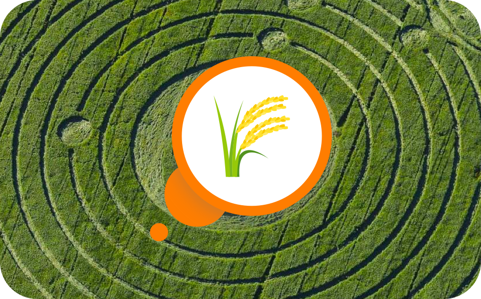 What Are Crop Circles?