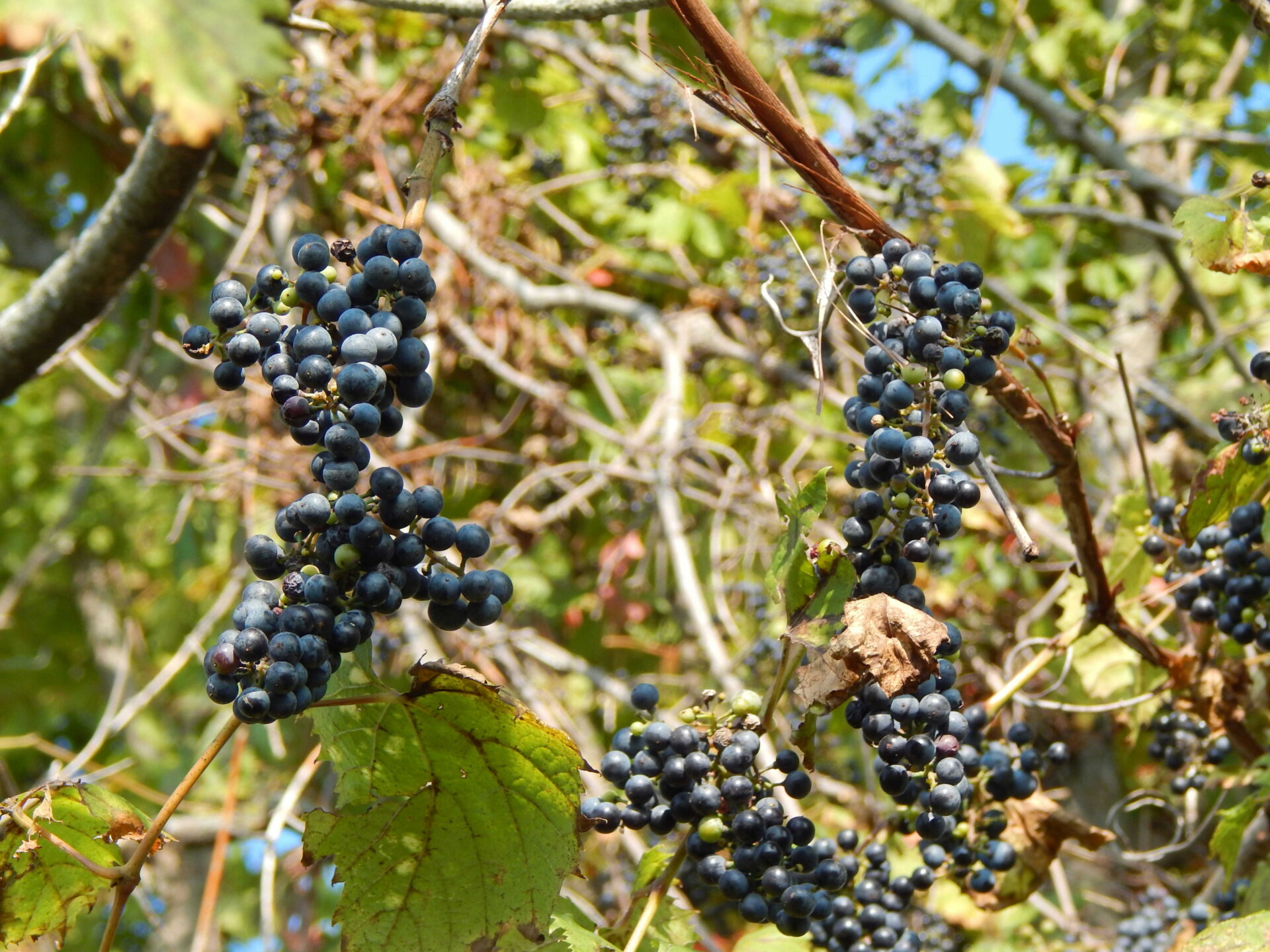 when is grape harvest?